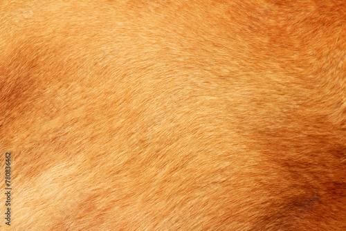 Close up on caramel hair dog