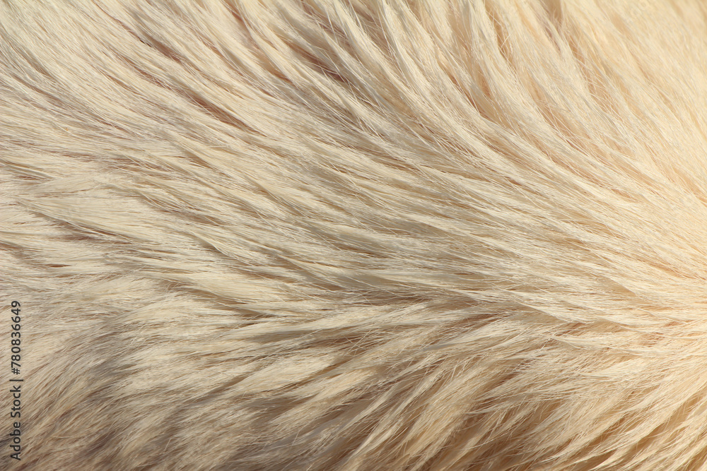 Close up on white hair dog Close up on white hair dog