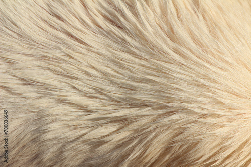 Close up on white hair dog
