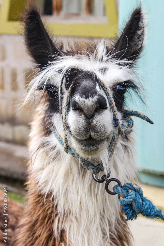 Fototapeta premium Llama looking front