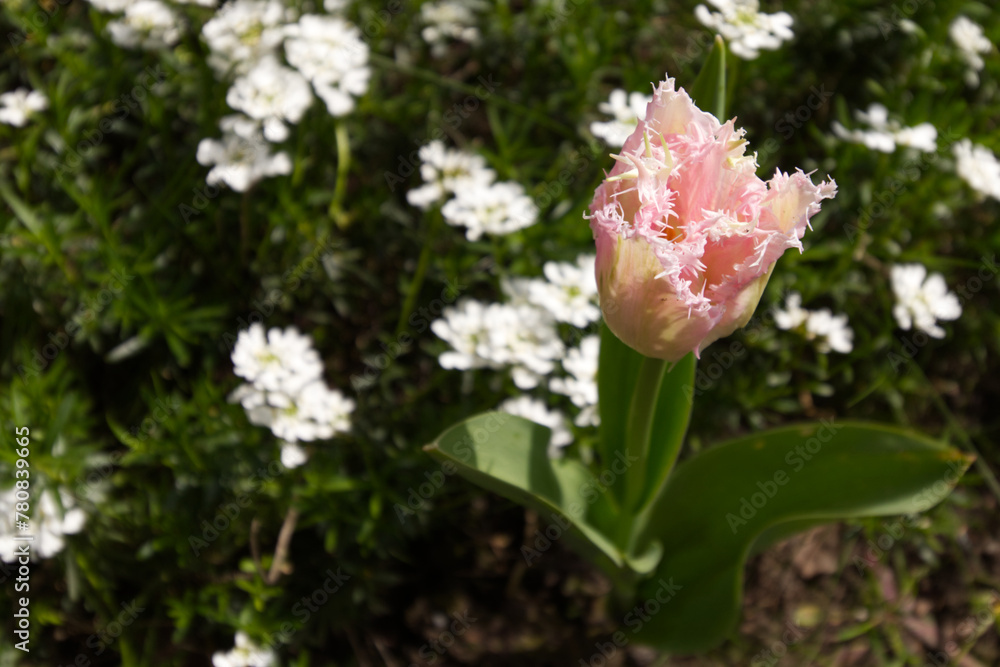 Fototapeta premium Tulpenblüte