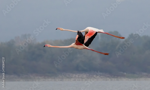 Greater flamingo`s flock in national park in Greece