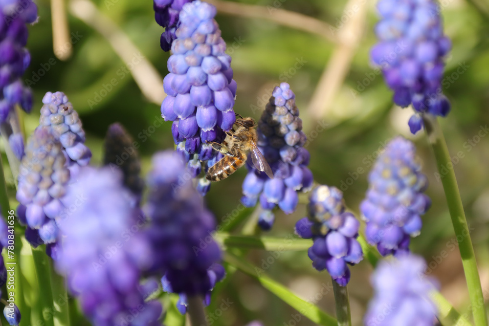 Abeille domestique --- Abeille mellifère (Apis mellifera)
Apis mellifera on an unidentified flower or plant
Abeille domestique --- Abeille mellifère (Apis mellifera)
Apis mellifera on an unidentified flower or plant