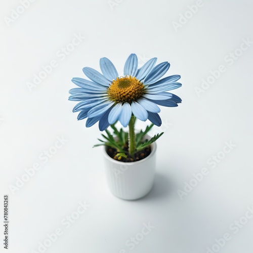  daisy flower on white © Deanmon