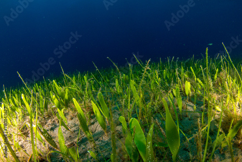 Green algae on the sandy seabed with a deep blue background.