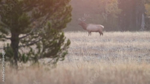 Mature trophy bull elk (Cervus canadensis) bugling then turning to look at camera  in a meadow during early morning in Grand Teton National Park.