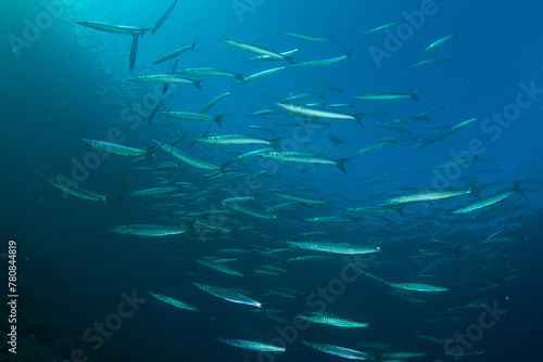 A ball of barracuda fishes peeking out of the ocean blue near the surface.