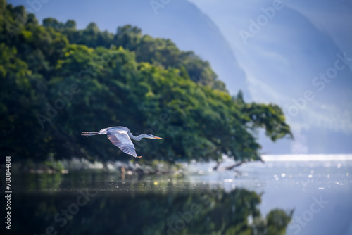 Gray heron flies over the pond. Wild marsh bird with long legs and beak