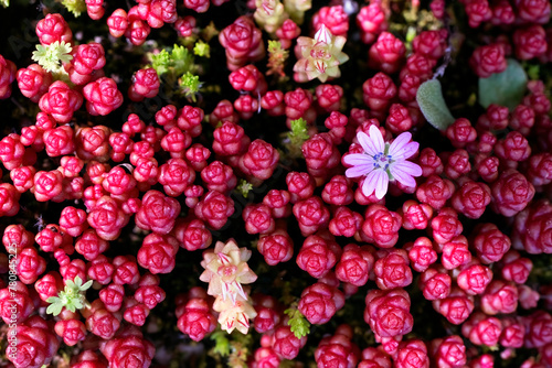 Top view close-up view of succulent garden, highlighting the rich, jewel-toned clusters with delicate blossoms interspersed