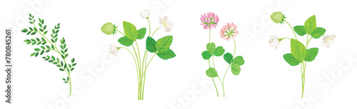 Wild Flowers and Herbaceous Flowering Plants Vector Set