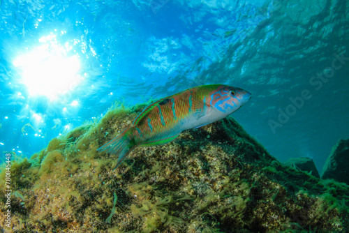 A colourful fish swims over the reef at the bottom of the ocean.