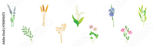 Wild Flowers and Herbaceous Flowering Plants Vector Set
