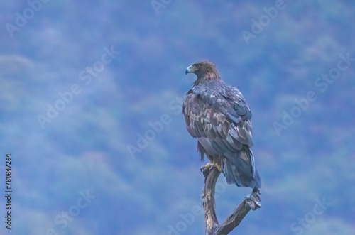 Action photography of Golden Eagle