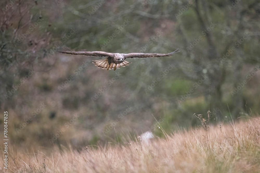 Majestic Buzzard in Flight Over Countryside Majestic Buzzard in Flight Over Countryside