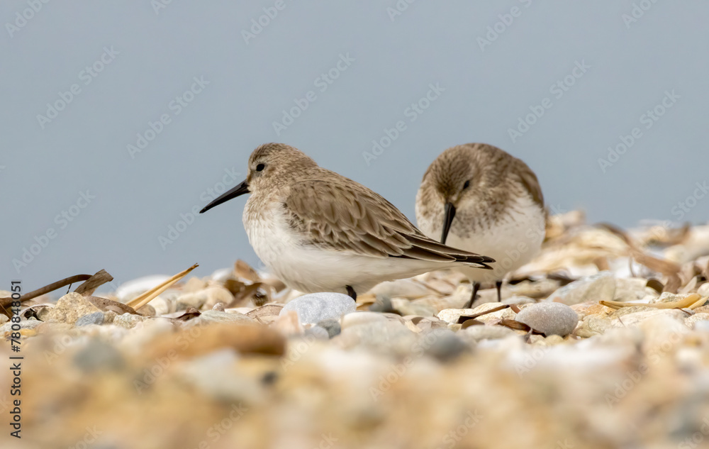 Dunlin (Calidris alpina) in natural habitat Dunlin (Calidris alpina) in natural habitat