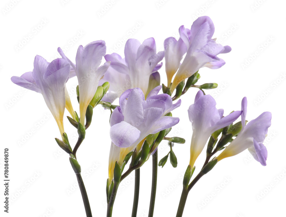 Beautiful violet freesia flowers isolated on white