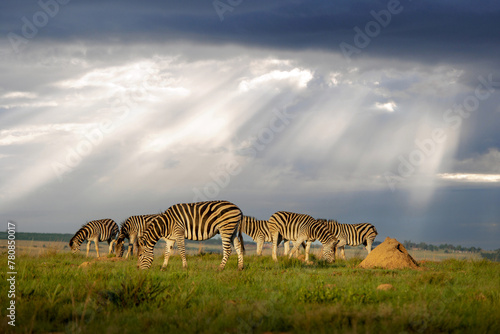 A herd of zebras on the African plains.  Photographed in South Africa.