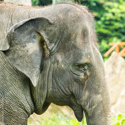 elephant in the zoo