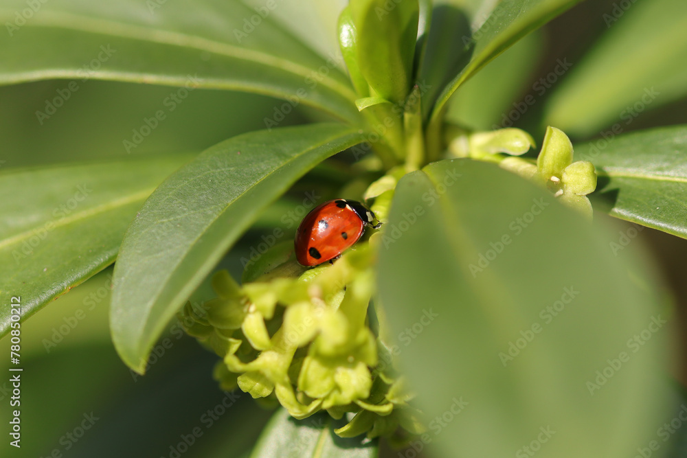 Coccinelle à Sept Points (Coccinella septempunctata)
Coccinella septempunctata on an unidentified flower or plant
Coccinelle à Sept Points (Coccinella septempunctata)
Coccinella septempunctata on an unidentified flower or plant