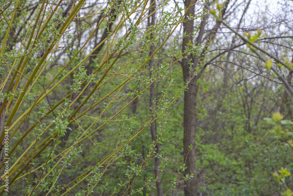 Close up of young willow branches with green leaves in a forest during spring, with rainy weather and an overcast sky Close up of young willow branches with green leaves in a forest during spring, with rainy weather and an overcast sky