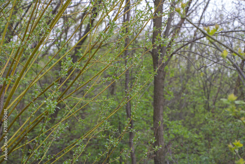 Close up of young willow branches with green leaves in a forest during spring, with rainy weather and an overcast sky