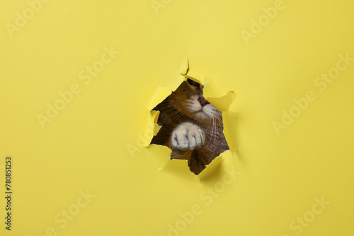 Cute cat looking through hole in yellow paper