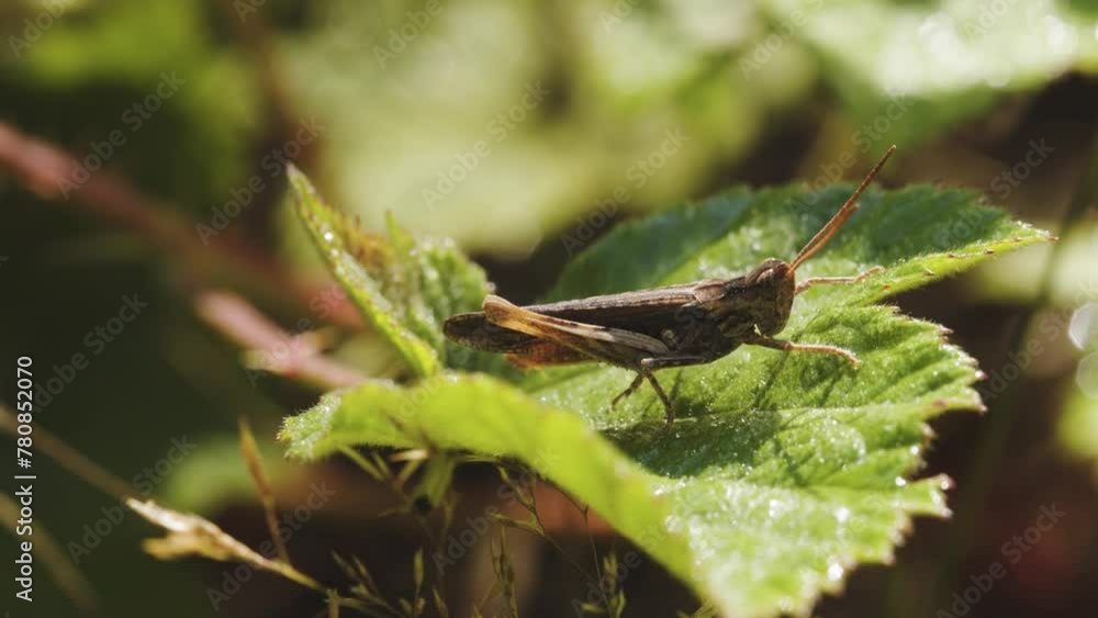 Grass hopper on a leaf, close-up Grass hopper on a leaf, close-up