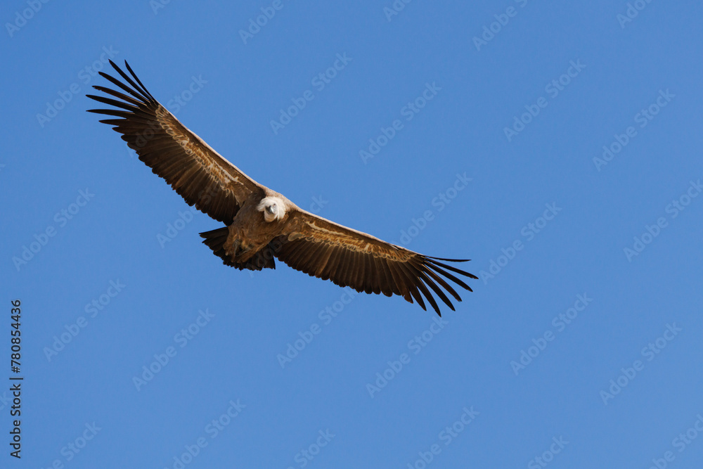 Buitre leonado, gyps fulvus, volando y mirando a cámara con fondo de cielo azul, Alcoy, España Buitre leonado, gyps fulvus, volando y mirando a cámara con fondo de cielo azul, Alcoy, España
