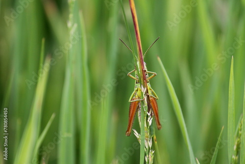 Grasshopper behind the grass