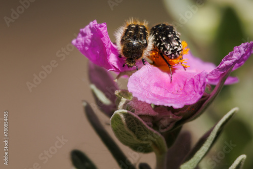 Dos escarabajos Oxythyrea funesta sobre flor de cistus albidus en el preventorium de Alcoy, España photo