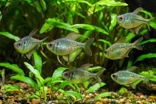 Close-up of a group of Tetra brilliant fish (Moenkhausia pittieri) swimming in an aquarium on a blurred background. photo