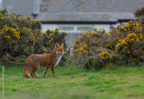 Red Fox or Vulpes vulpes close-up, Image shows the lone fox on the edge of a park on the outskirts of London with a Industrial estate in the background 