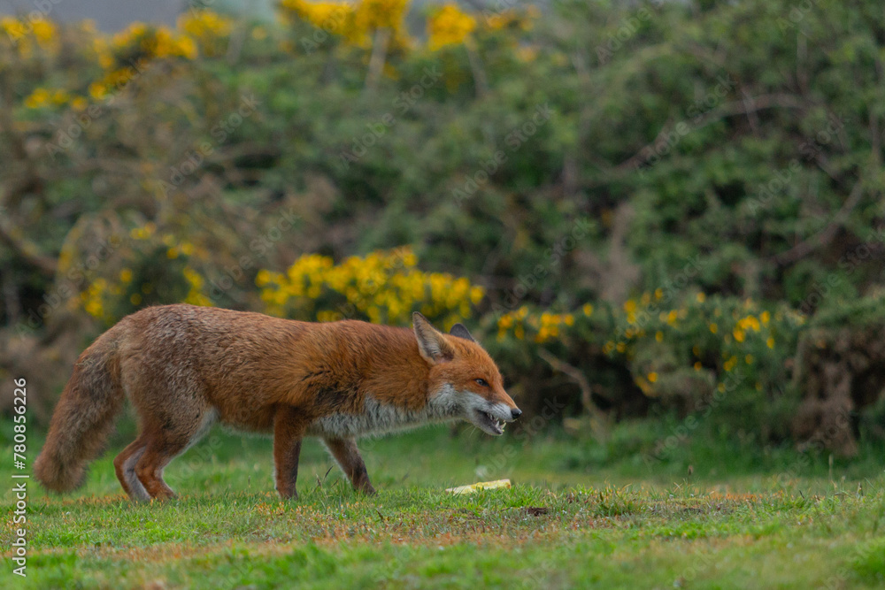 Fototapeta premium Red Fox or Vulpes vulpes close-up, Image shows the lone fox on the edge of a park on the outskirts of London with a Industrial estate in the background 