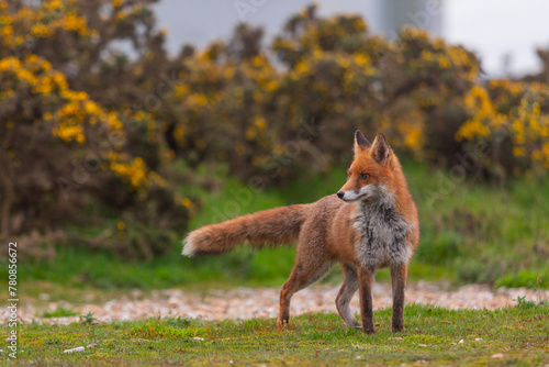 Red Fox or Vulpes vulpes close-up, Image shows the lone fox on the edge of a park on the outskirts of London with a Industrial estate in the background 