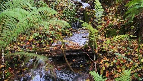 A small waterfall flows amidst green ferns and foliage. Slow motion. zoom out photo