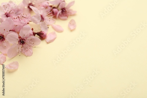 Beautiful spring tree blossoms and petals on yellow background  space for text