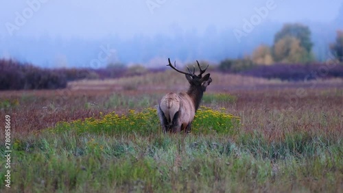 Bull elk (Cervus canadensis) grazing in a meadow during fall in Grand Teton National Park Wyoming