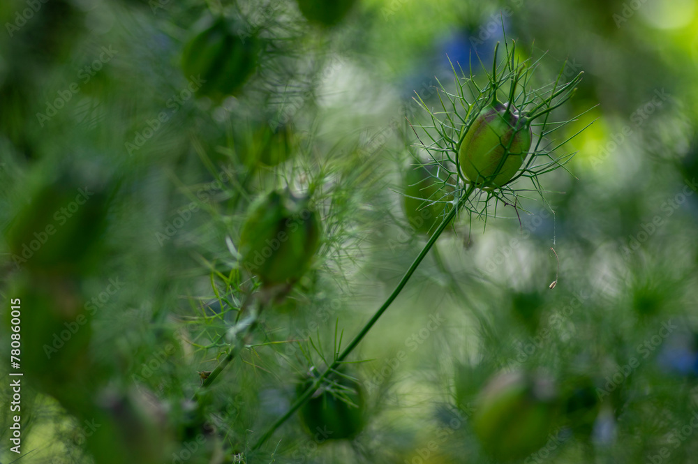 Fototapeta premium Nigella damascena green seed heads toxic alkaloid capsules
