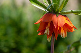 Fritillaria imperialis crown imperial flower in bloom, beautiful tall orange red flowering springtima bulbous plant