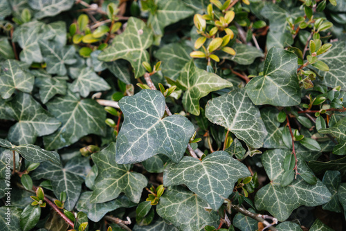 Dark green leaves of Hedera helix. Common ivy from the Araliaceae family in spring. English ivy texture. Fresh new young evergreen creeper leaves. Seasonal wallpaper for design © Avalepsap