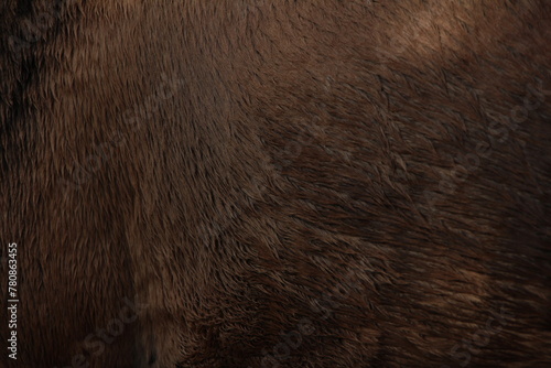 Close up on brown equine hair