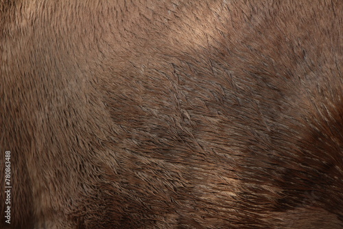 Close up on brown equine hair