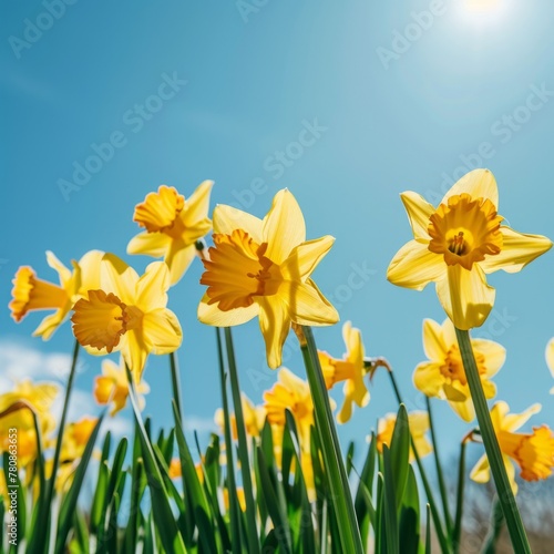 Vibrant yellow daffodils blooming under the bright spring sun with a clear blue sky in the background. Springtime flowers and renewal concept