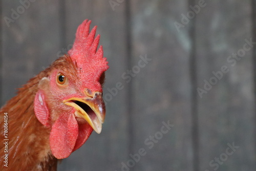 Closeup of a Galliformes rooster displaying its open beak