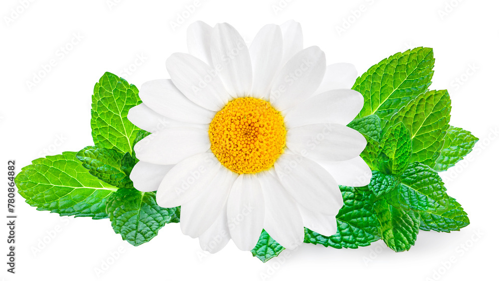 Fototapeta premium Chamomile or camomile flowers and mint isolated on white background. Daisy with mentha, package design element. Herbal tea concept.