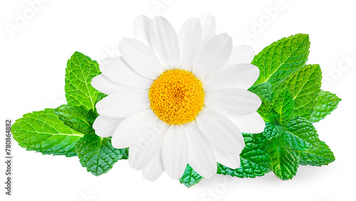 Chamomile or camomile flowers and mint  isolated on white background. Daisy with mentha, package design element. Herbal tea concept.