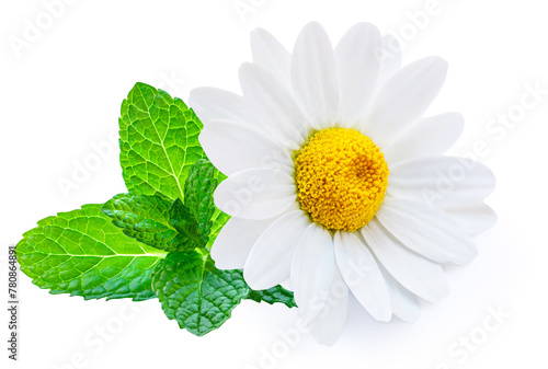 Chamomile or camomile flowers and mint  isolated on white background. Daisy with spearmint as package design element. Herbal tea concept.