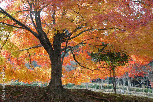 秋の三井寺　境内の紅葉　 滋賀県大津市