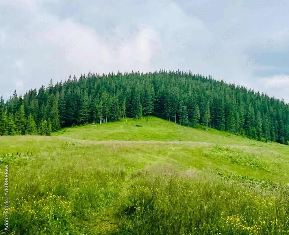 landscape in the Carpathian mountains, forest, travel landscape in the Carpathian mountains, forest, travel