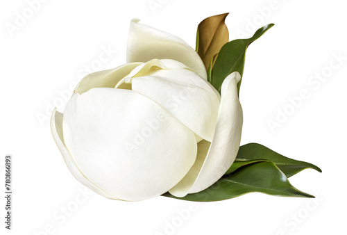 tender white Magnolia grandiflora flower isolated